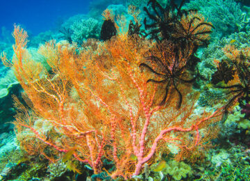 colorful-soft-coral-reef-and-diver-in-raja-ampat-i-N8NAXWZ