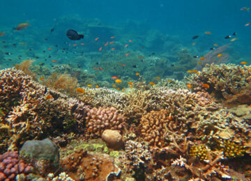 thriving-coral-reef-alive-with-marine-life-and-sho-T5GDPSB